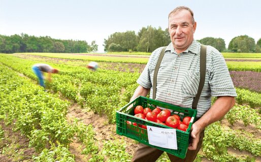 Bauer steht im Feld mit Tomaten 